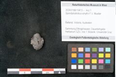 Foto (Objekt + Etikett) von Spondylostrobus smythii F.V. Mueller (NHMW-GEO-2024-0188-10413)